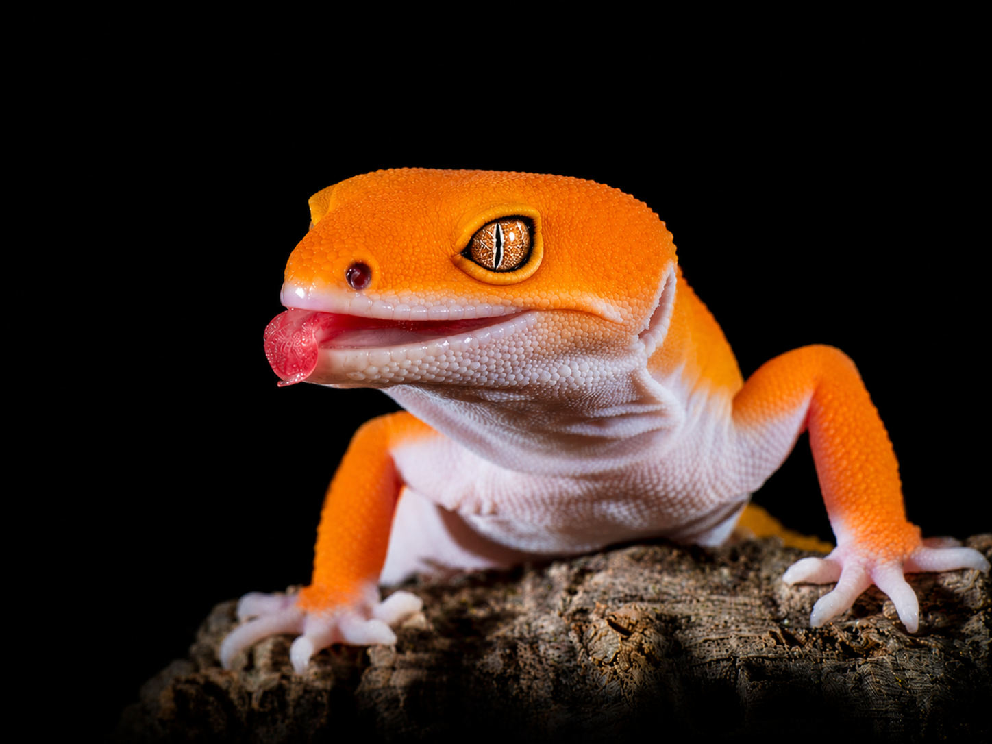 Leopard Gecko bakımı